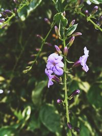 Close-up of pink flowers blooming outdoors