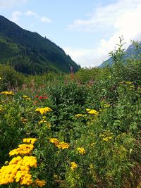 Scenic view of yellow flowering plants on land against sky