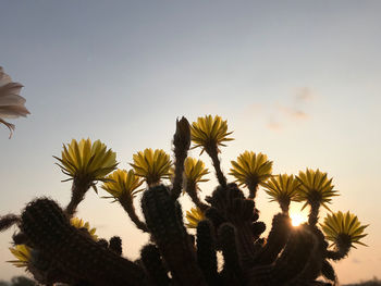 Low angle view of sunflower against sky during sunset