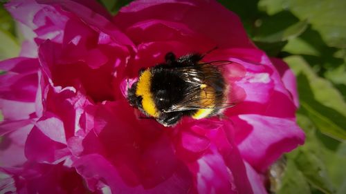 Close-up of bee pollinating on pink flower