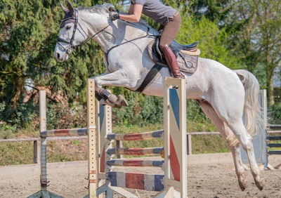 Man riding horse in ranch