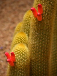 Close-up of flower against blurred background