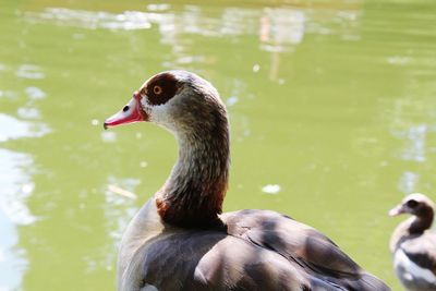 Duck swimming in lake