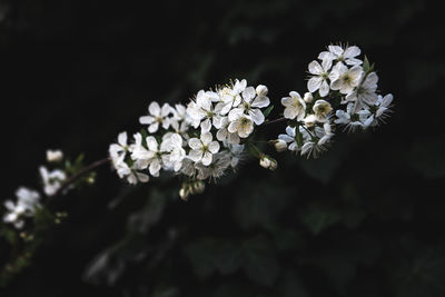 Close-up of white flowering plant