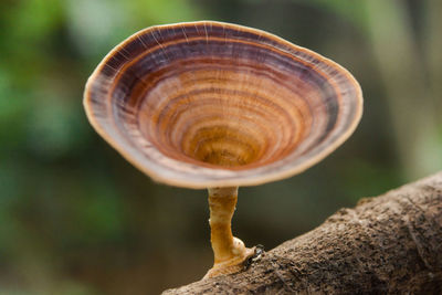 Close-up of snail on leaf