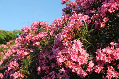 Close-up of pink cherry blossoms in spring