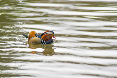 Duck swimming in lake