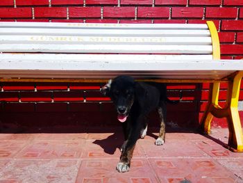 Portrait of dog sitting on bench