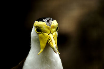 Closeup of vanellus albiceps - bird portrait