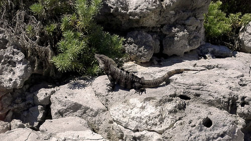 Close-up of lizard on tree