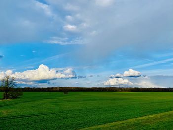 Scenic view of agricultural field against sky