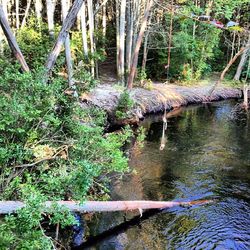 Scenic view of river in forest