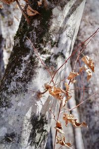 Close-up of snow on tree trunk