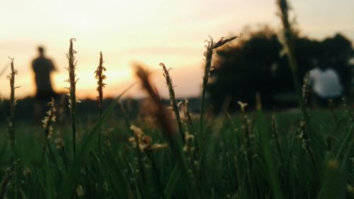 Close-up of grass on field against sky during sunset