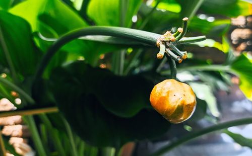 Close-up of orange fruit on tree