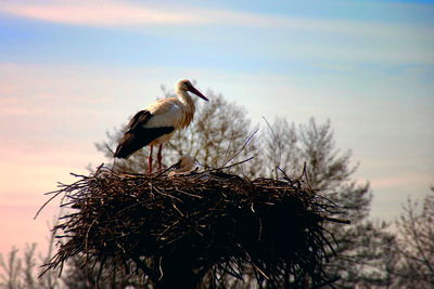 Low angle view of bird perching on tree against sky