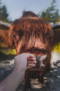 Close-up of hand touching horse on field