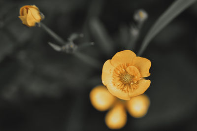 Close-up of orange flower