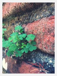 Close-up of moss on rock