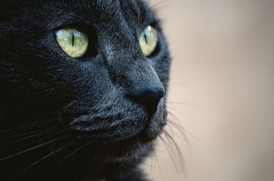 Close-up portrait of a cat