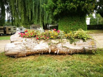 View of flowering plants in park