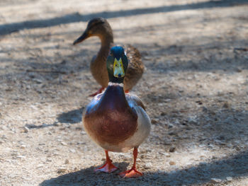 Mallard duck