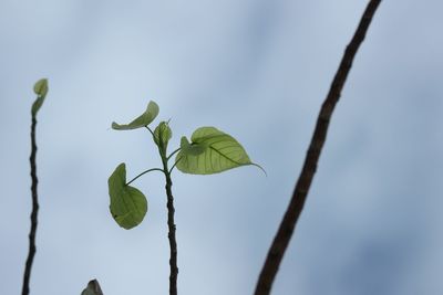 leaf