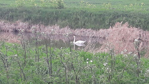 Birds on grass by water