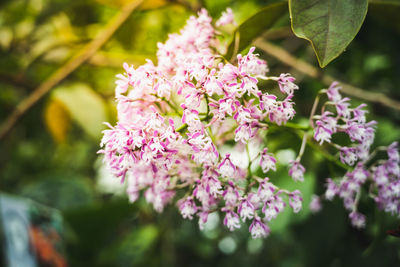 Close-up of pink flowering plant