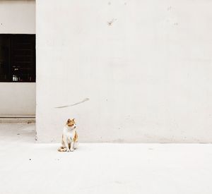 Cat sitting on white wall