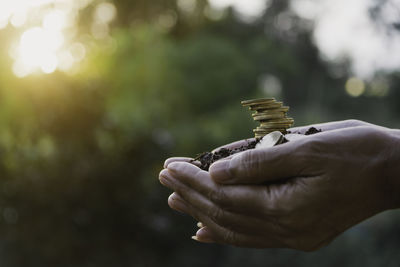 Close-up of hand holding plant