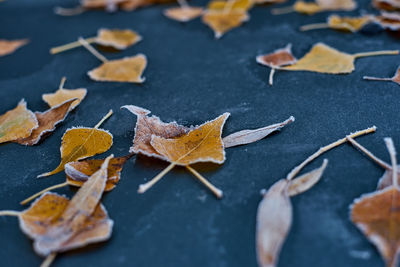 High angle view of autumn leaves on table