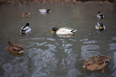 High angle view of ducks swimming in lake