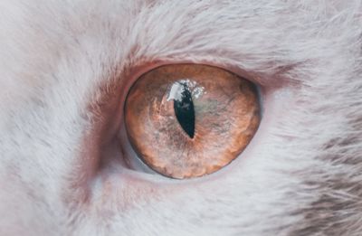 Close-up of cat eye