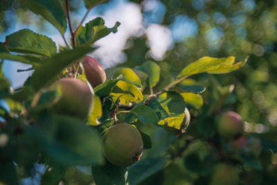 Close-up of fruits growing on tree