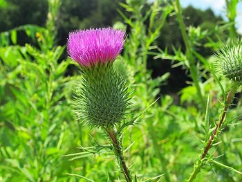 Close-up of pink thistle flowers on field