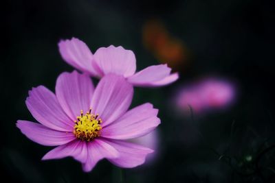 Close-up of pink cosmos flower