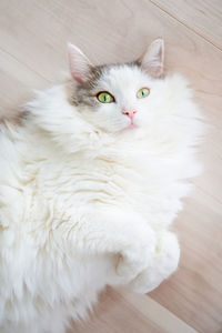 High angle view of cat on floor at home