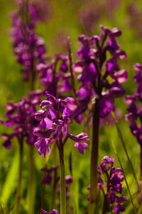 Close-up of purple flowering plants on field