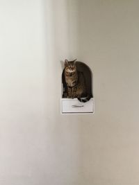 Portrait of cat sitting against wall
