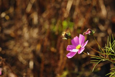 Close-up of bee pollinating on pink flower