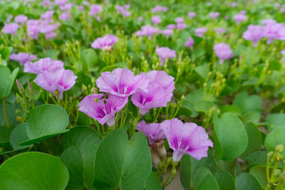 Close-up of pink flowering plants