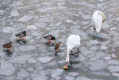 High angle view of swans in lake