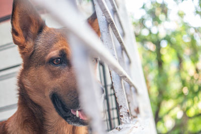 Dog waiting for his human