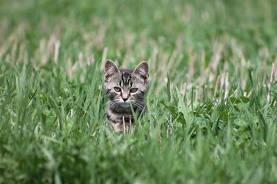 Portrait of cat on field