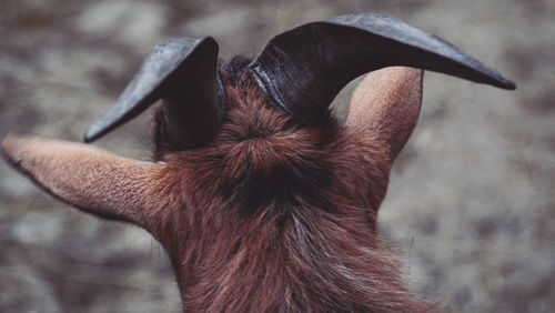 Close-up of a horse