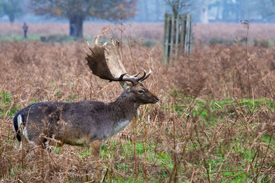 Young fallow buck deer in london during autumn season