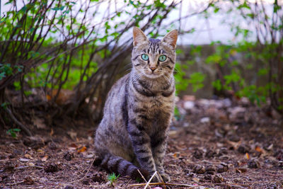 Portrait of cat sitting on field