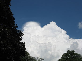 Low angle view of trees against blue sky