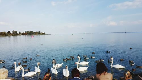 Rear view of people looking at birds in sea